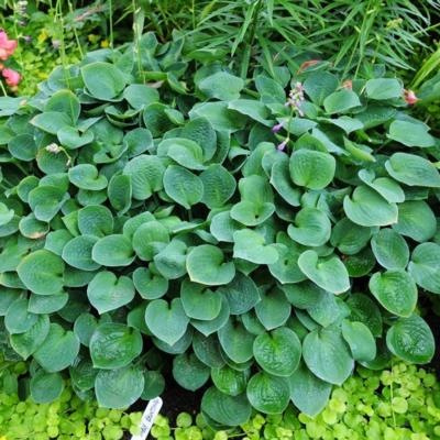 Hosta 'Baby Bunting'